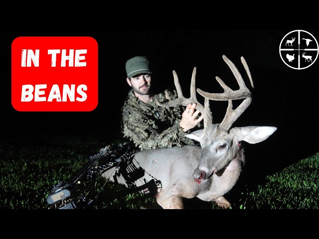 Bowhunting BUCK's in a BEAN FIELD