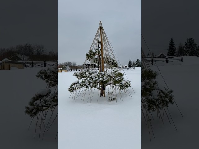 ❄️ Snow Trial: How the Ancient Art of Yukitsuri Saves Niwaki in the Volga Region