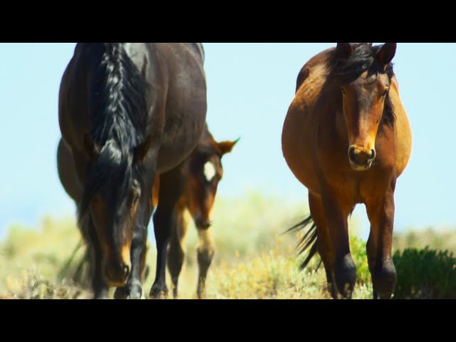 Brutal Stallion Mating Fight | 4K UHD | Planet Earth II | BBC Earth