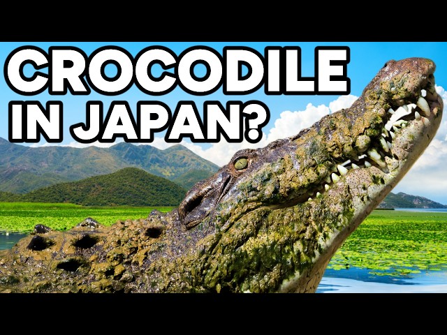 5 Confused Animals That Were Found A Very Long Way Away From Home