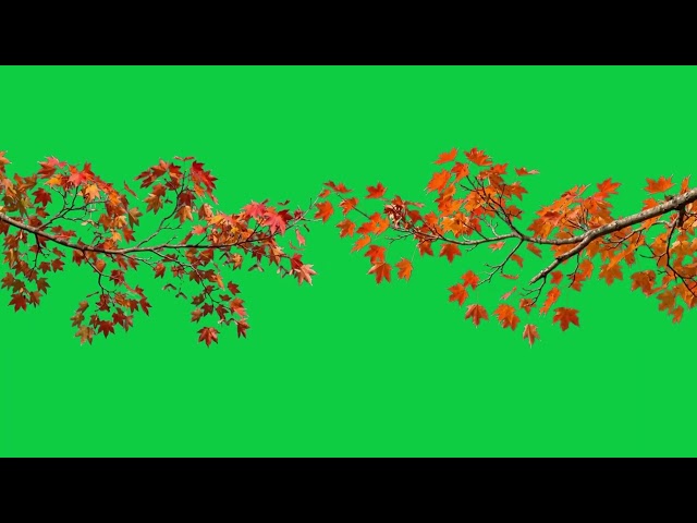 Maple Branches - Seamless loop