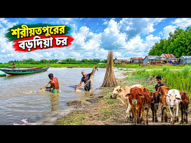 সুখে দুঃখে শরীয়তপুরের জাজিরার বড়দিয়া চর | চরবাসীর জীবনগল্প | Panorama Documentary