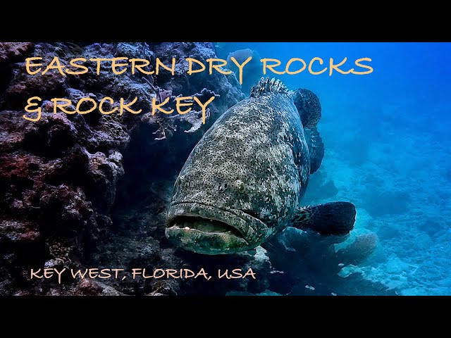 Scuba Diving Key West, Florida, USA (Eastern Dry Rocks & Rock Key)