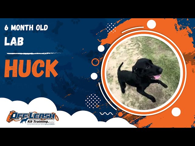 Huck | 6 Month Old Lab | 1 Week Board & Train | Off Leash K9 Training, Georgia