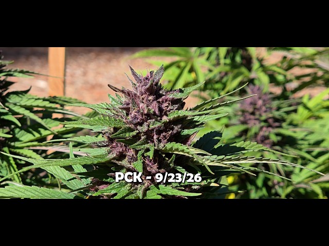 Pakistani Chitral Kush - PCK - 9/24/26