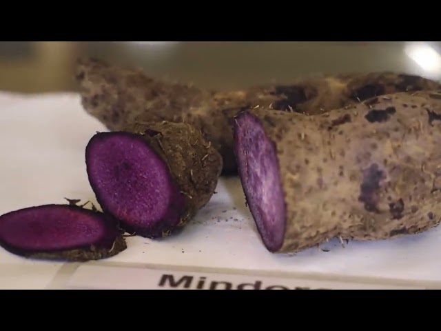 How Science and Technology Can Improve Ube Production in the Philippines | STS 1