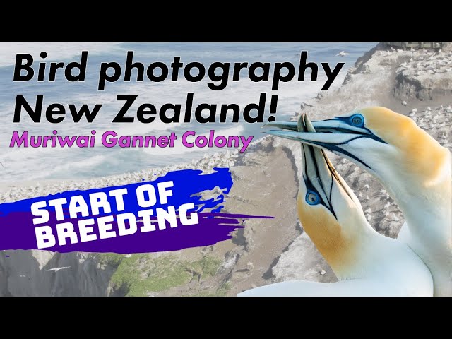 A Day at Muriwai Gannet Colony | Stunning New Zealand Wildlife