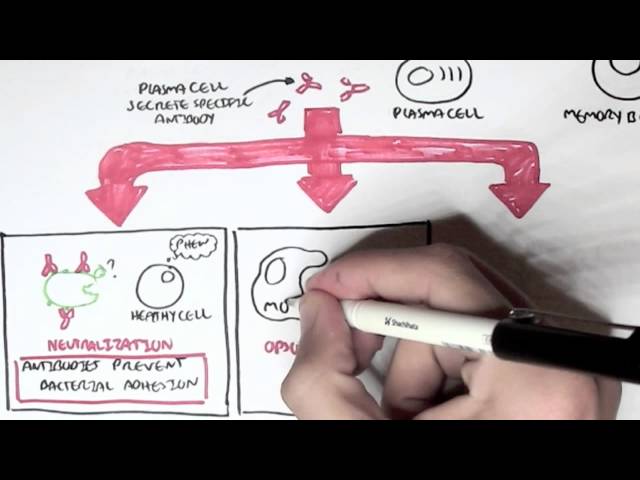 Immunology - Adaptive Immune System