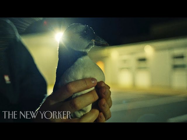 Baby Puffins Meet Their Unlikely Saviors | Puffling | The New Yorker Documentary