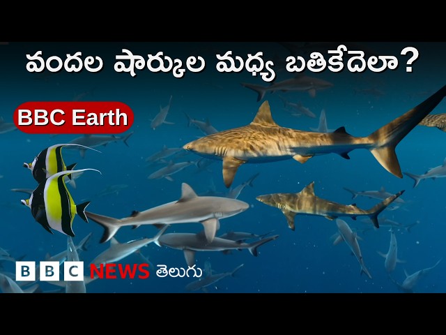 BBC Earth Videos: చుట్టుముట్టిన వందల షార్కుల మధ్య మనుగడ కోసం ఒక చేప జాతి పోరాటం | BBC Telugu