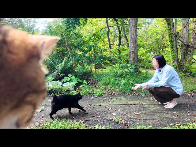 The daily life of a dog and a cat enjoying country living in the forest.