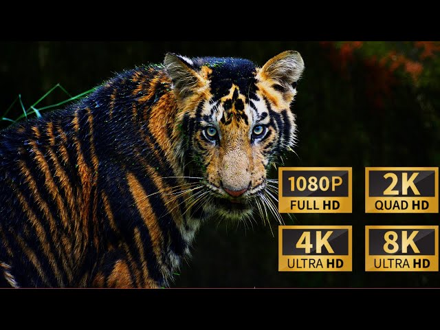 Best Wild Animals Collection in High Resolution ULTRA HD and Music with Good Vibe