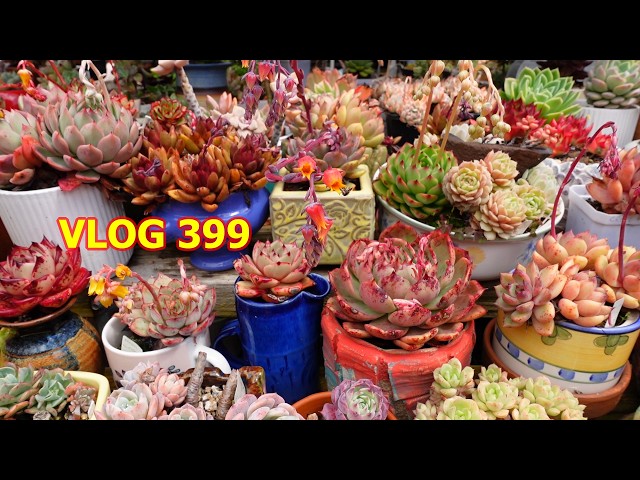 Succulent Garden AFTER THE RAIN | VLOG #399 - Growing Succulents with LizK