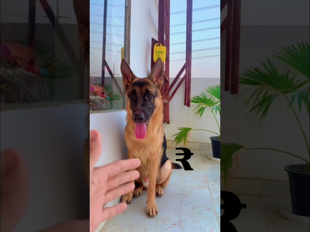 Virtual reality Max #emotional #germanshepherd