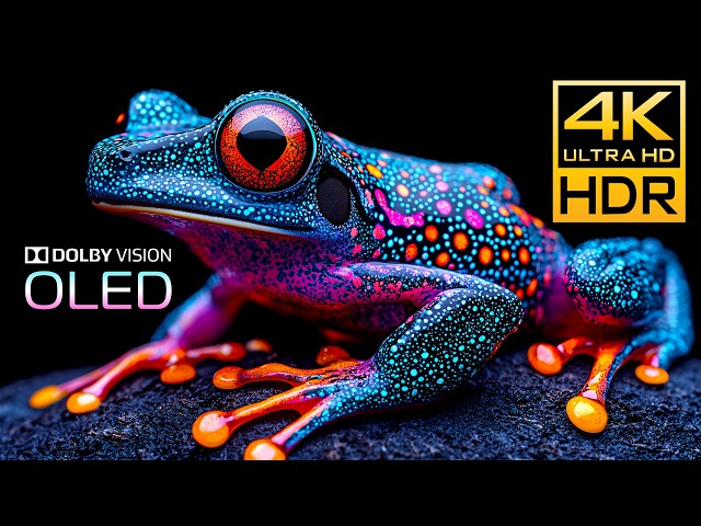 OLED TEST HDR 4K 120FPS DOLBY VISION 🏞 4K / 8K Monitor Test Video #BGM