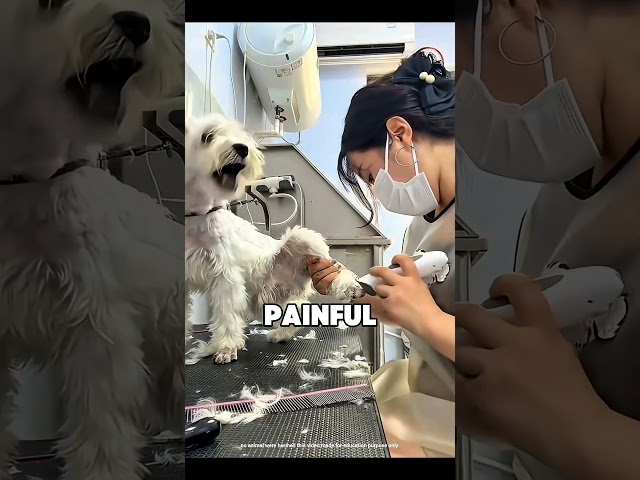 Nail Clipper For Dog #shorts #ytshorts