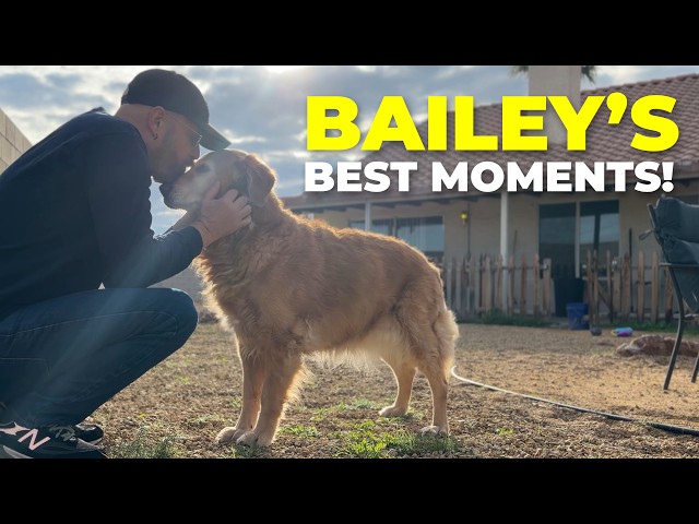 10 Years of Freakin' Reviews: The Best of Bailey & Friends!