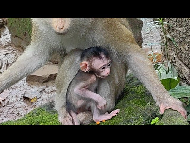 Baby Monkey World is live baby monkey at bayon temple#monkeyvideo #dogs #cartoon 