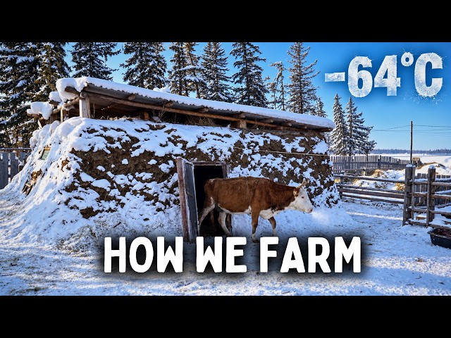 Farming at −64°C (−83°F): How Animals Survive in Yakutia, Siberia