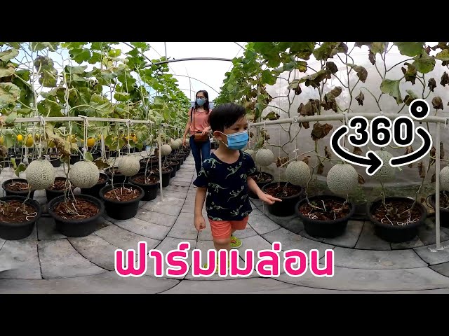 ฟาร์มเมล่อน 360°
