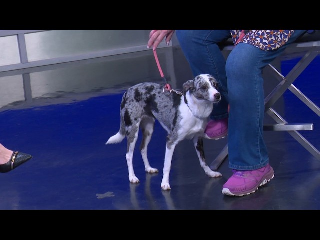 Tailwagger! Meet Ruby a sweet, smart beautiful girl who is great with kids, looking for a loving hom