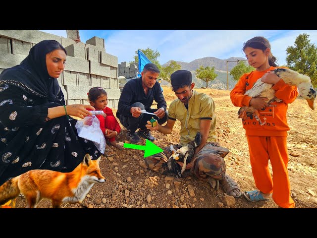 🦊😔 Shahin and His Family Woke Up, Only to Find That a Fox Had Caused Trouble for the Ducks!