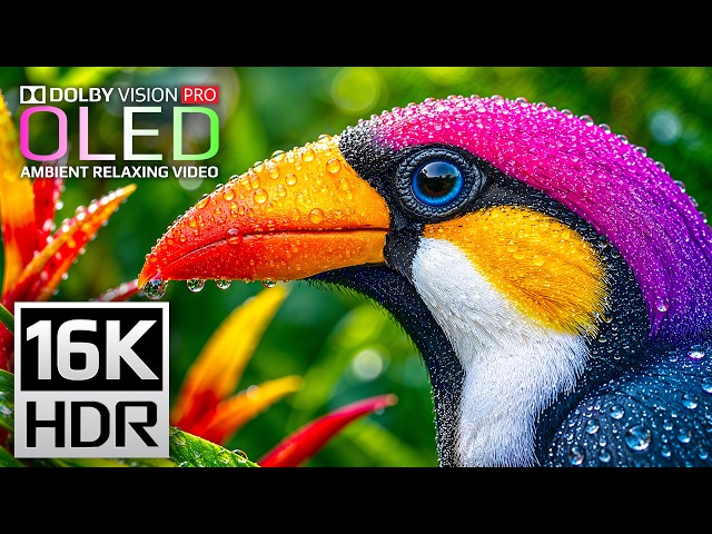 Experience 16K Dolby Vision Nature Demo | Ultimate HDR Display Test for 8K/4K TVs