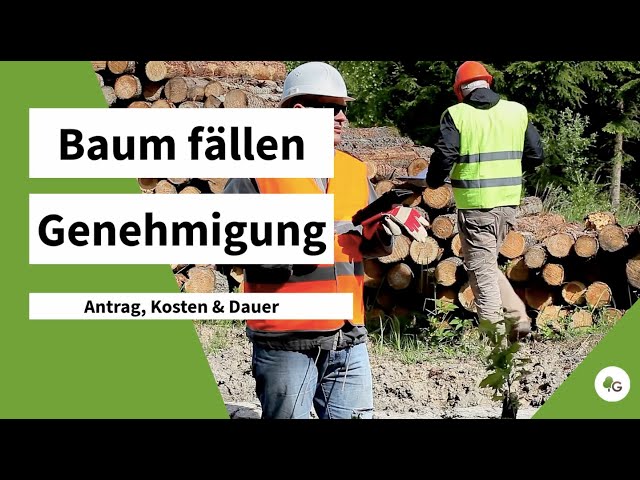 Baum fällen Genehmigung | Regeln, Antrag & Kosten im Überblick