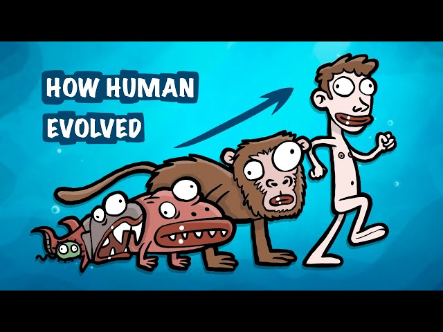 Human evolution
