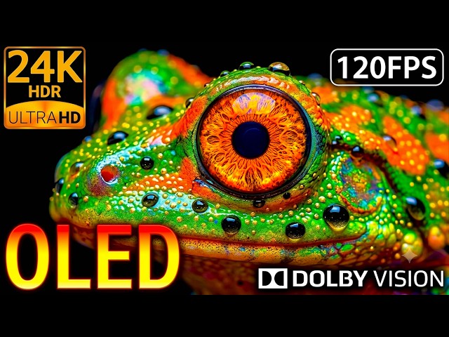 The Most Detailed Wildlife 24K HDR 120FPS Dolby Vision OLED Test (8K/4K Video)