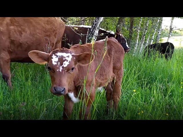 Calves Video, Adorable Baby Cows  | Cow Video