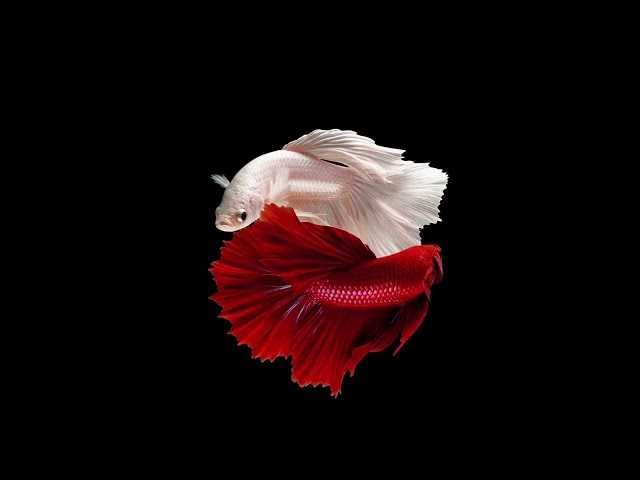 Red & White Betta Fish Dance Seamless Loop 4K No Copyright