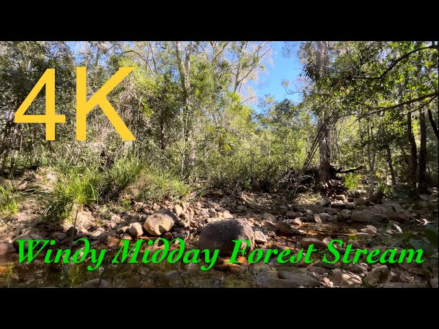 Windy Winter Midday Forest Stream - Listen to the Motion of the Wind in the Mountains