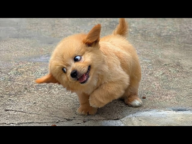You Can’t Watch These Cute PUPPIES Just Once! 🤣 🤣 FUNNY PUPPY Videos of 2026