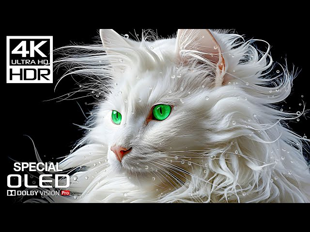 Special OLED TEST | Dolby Vision Demo | 4K HDR 120 FPS