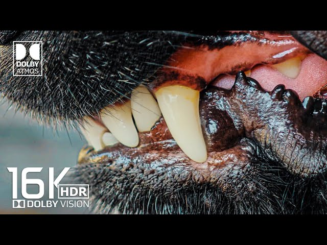 Only Real Dolby Vision 16K HDR Video ULTRA HD (4K / 8K)