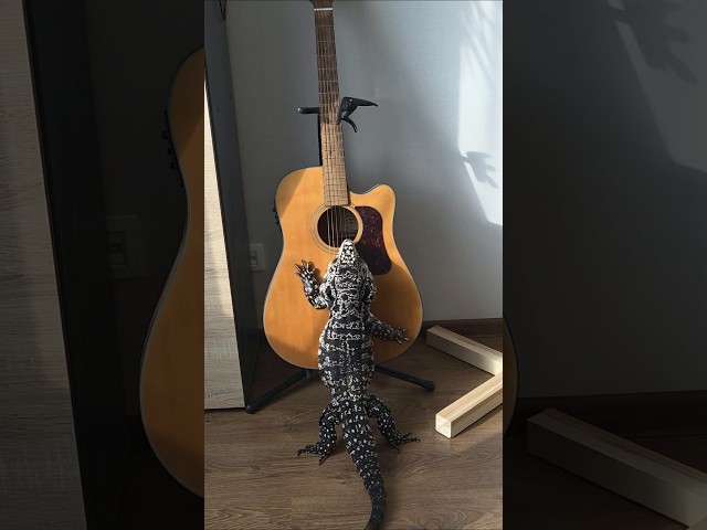 Archie is learning to play the guitar.