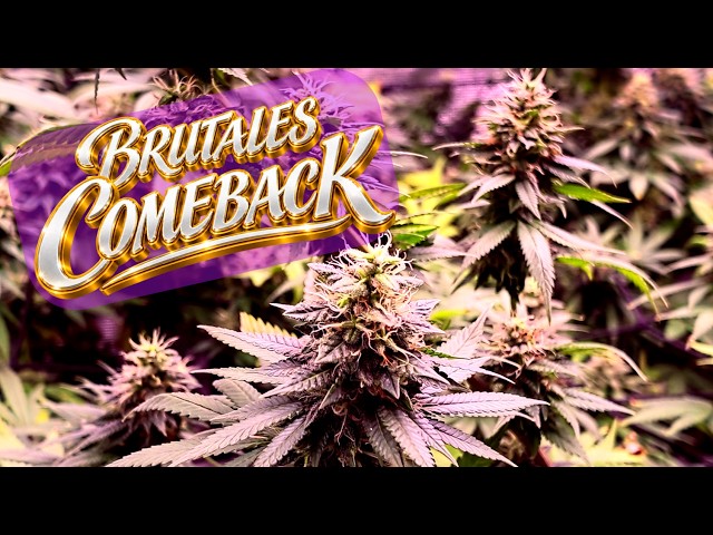 Brutales Update - Master Kush GERETTET!