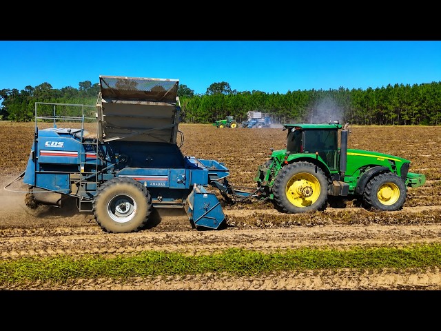 Peanut Harvest Almost Done