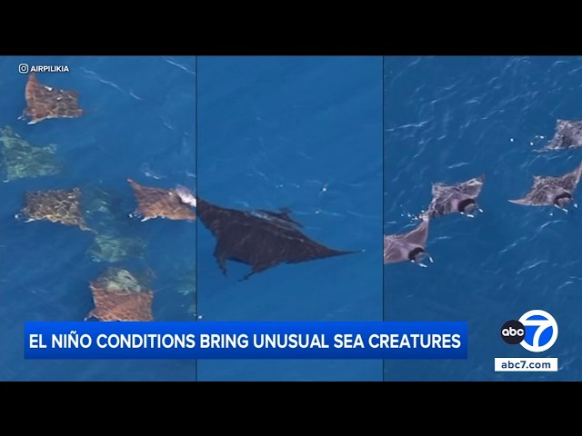 El Niño conditions bringing unusual sea creatures to SoCal coast