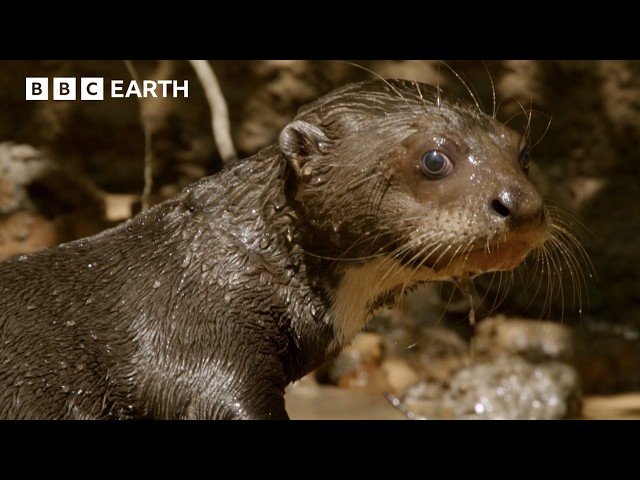 Into The Lives Of Otters | BBC Earth | BBC Studios