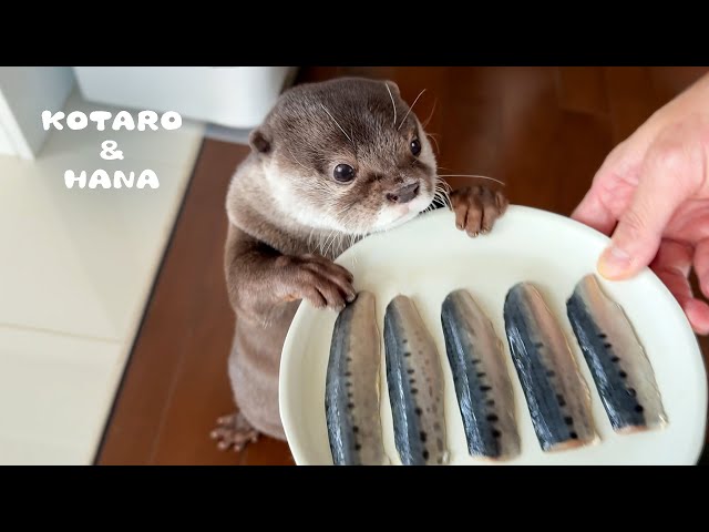 Otter Eats Sardines for the First Time and Gets Hooked