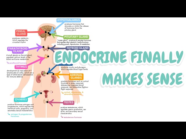 The Endocrine System Made EASY | Hormones, Glands & Disorders for Nursing Students
