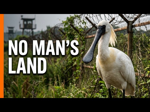 Life Returns to Korea's Forbidden Border Zone | Full Documentary
