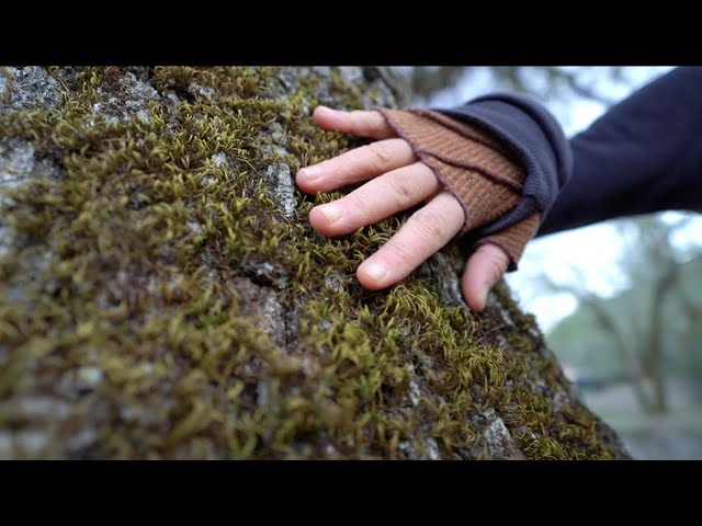 ECORegulation : Sensory Diet : Moss