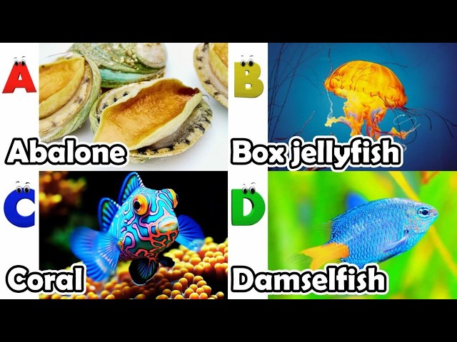 Toddler Learning - Learn Ocean Animals | Educational Videos for Kids | Learning Videos for Toddlers