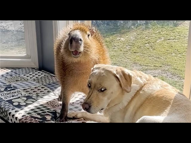 The FUNNIEST Shorts of the Year | FUNNIEST Animal Videos