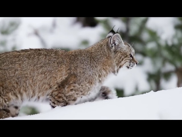 The red lynx is a versatile hunter and a survival expert ...