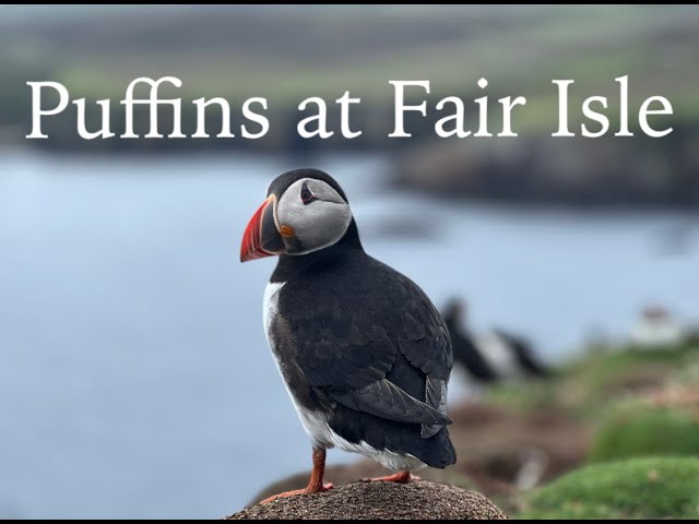 Atlantic Puffins & Other Seabirds  |  Birdwatching at Fair Isle