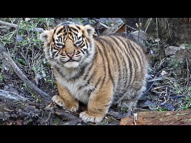 You’ll Be Crying With Laughter at These Baby Animals 😂 Funniest Baby Animal Videos 2026